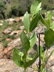 Vangueria venosa