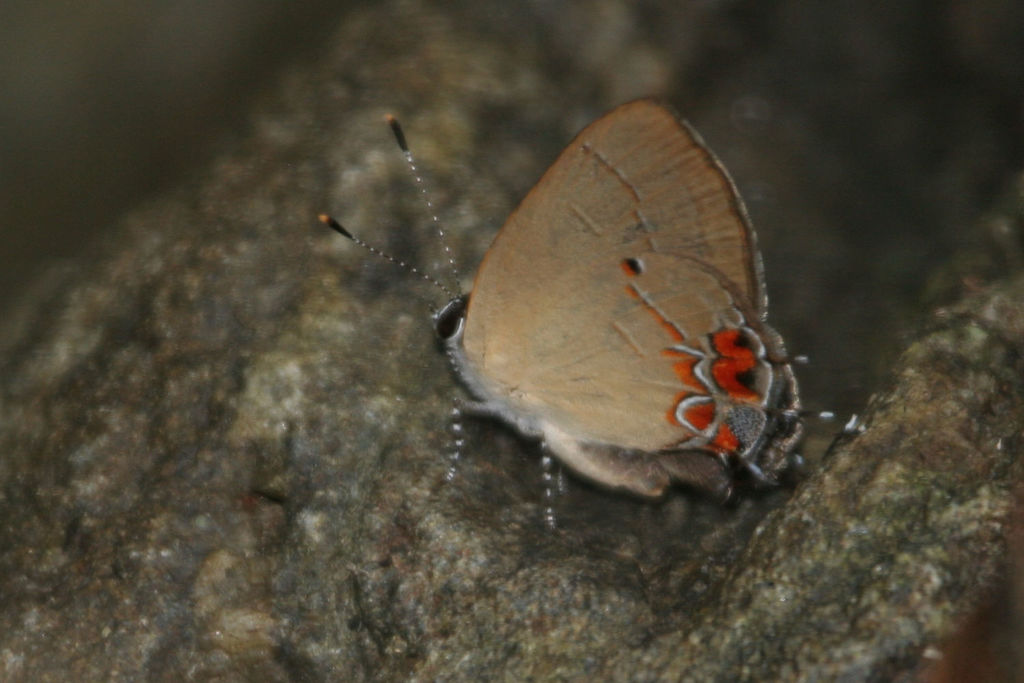 Calycopis janeirica