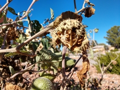 Datura wrightii