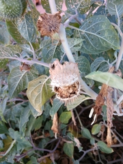 Datura wrightii