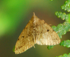 Zanclognatha protumnusalis