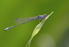 Acanthagrion