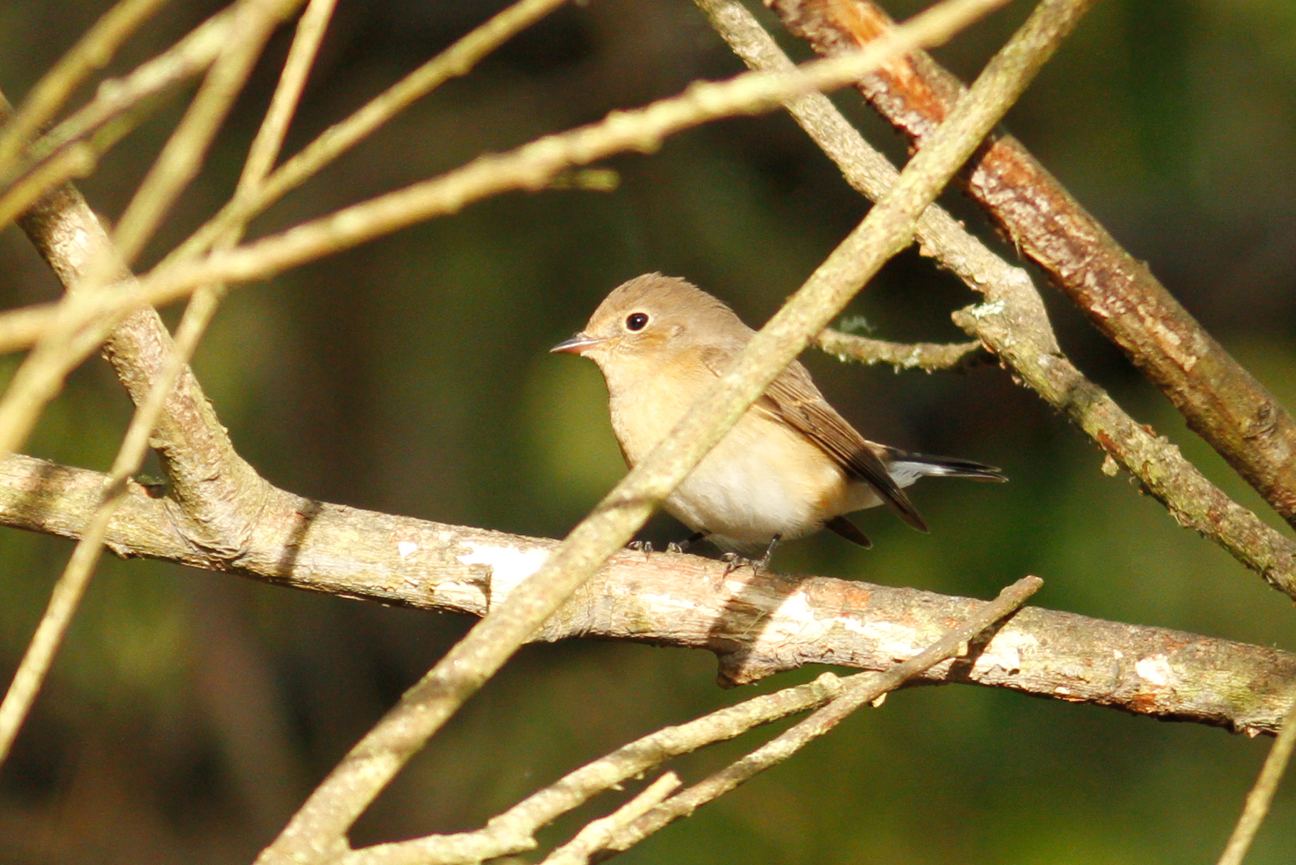 Red-breasted Flycatcher