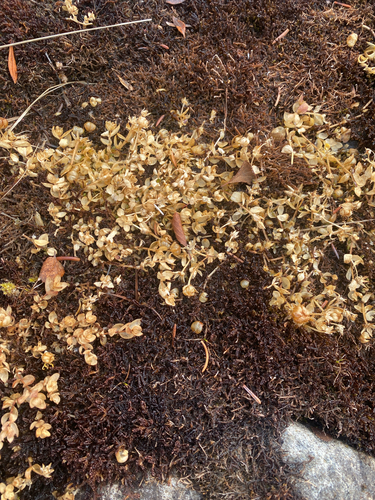 Merkia (Wilhelmsia physodes)