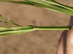 Eragrostis amurensis