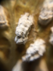 Pulvinaria hydrangeae