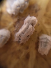 Pulvinaria hydrangeae