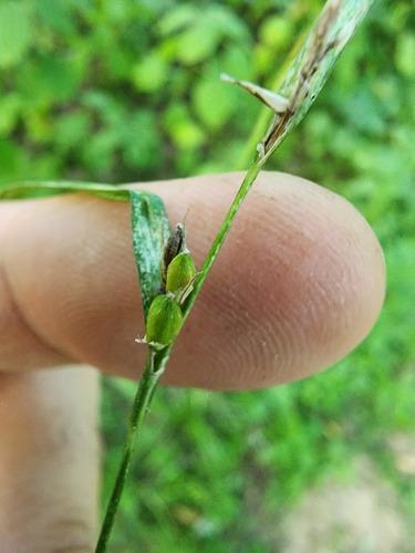 Inflated Narrow-leaved Sedge (Carex grisea)