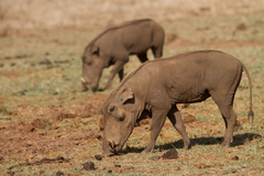 Desert Warthog photo 2