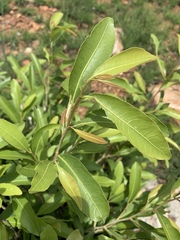 Ochna confusa