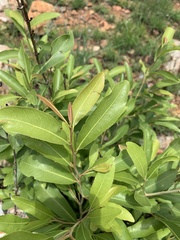 Ochna confusa