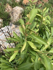 Ochna confusa