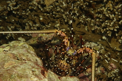 Panulirus longipes