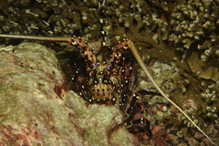 Panulirus longipes