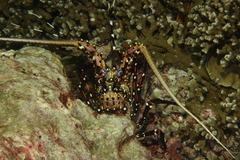 Panulirus longipes