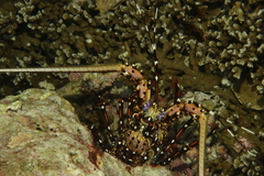 Panulirus longipes