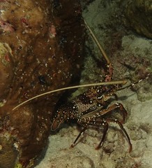 Panulirus longipes