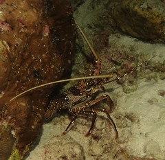 Panulirus longipes