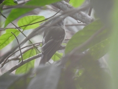 Leptopogon superciliaris