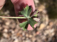 Pelargonium patulum