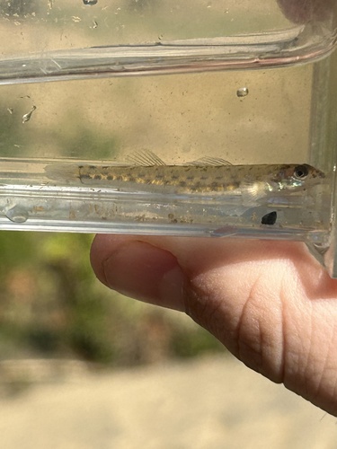 Southern sand darter (Ammocrypta meridiana) — Percidae — 3