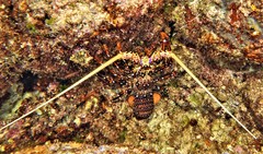 Panulirus longipes