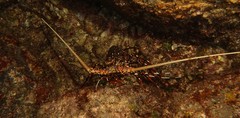 Panulirus longipes