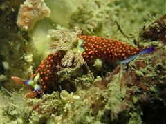Nembrotha