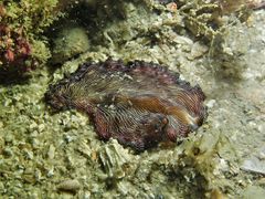 Pseudobiceros fulgor