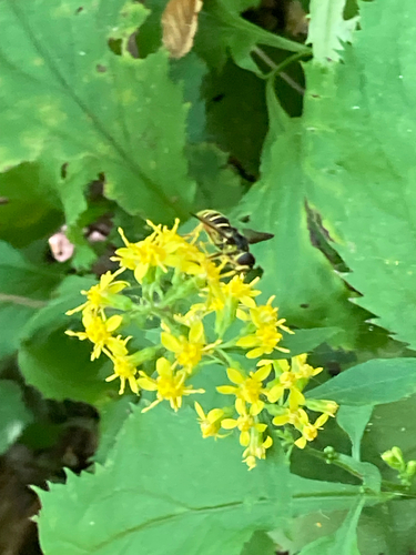 Unknown species found near Theodore Wirth Pkwy, Minneapolis, MN, US