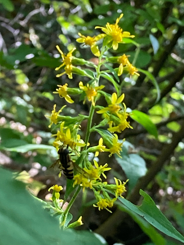 Unknown species found near Minneapolis, MN, US