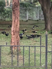 Corvus albus