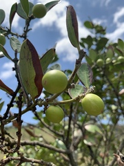 Acokanthera rotundata