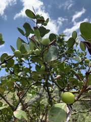 Acokanthera rotundata