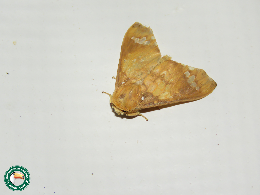 Echeta juno