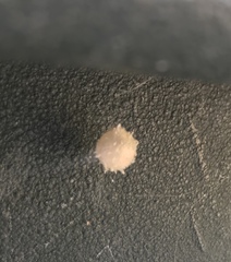 Latrodectus geometricus