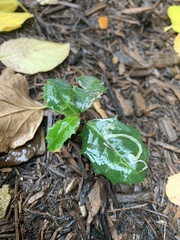 Phytomyza ilicis group