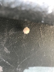 Latrodectus geometricus