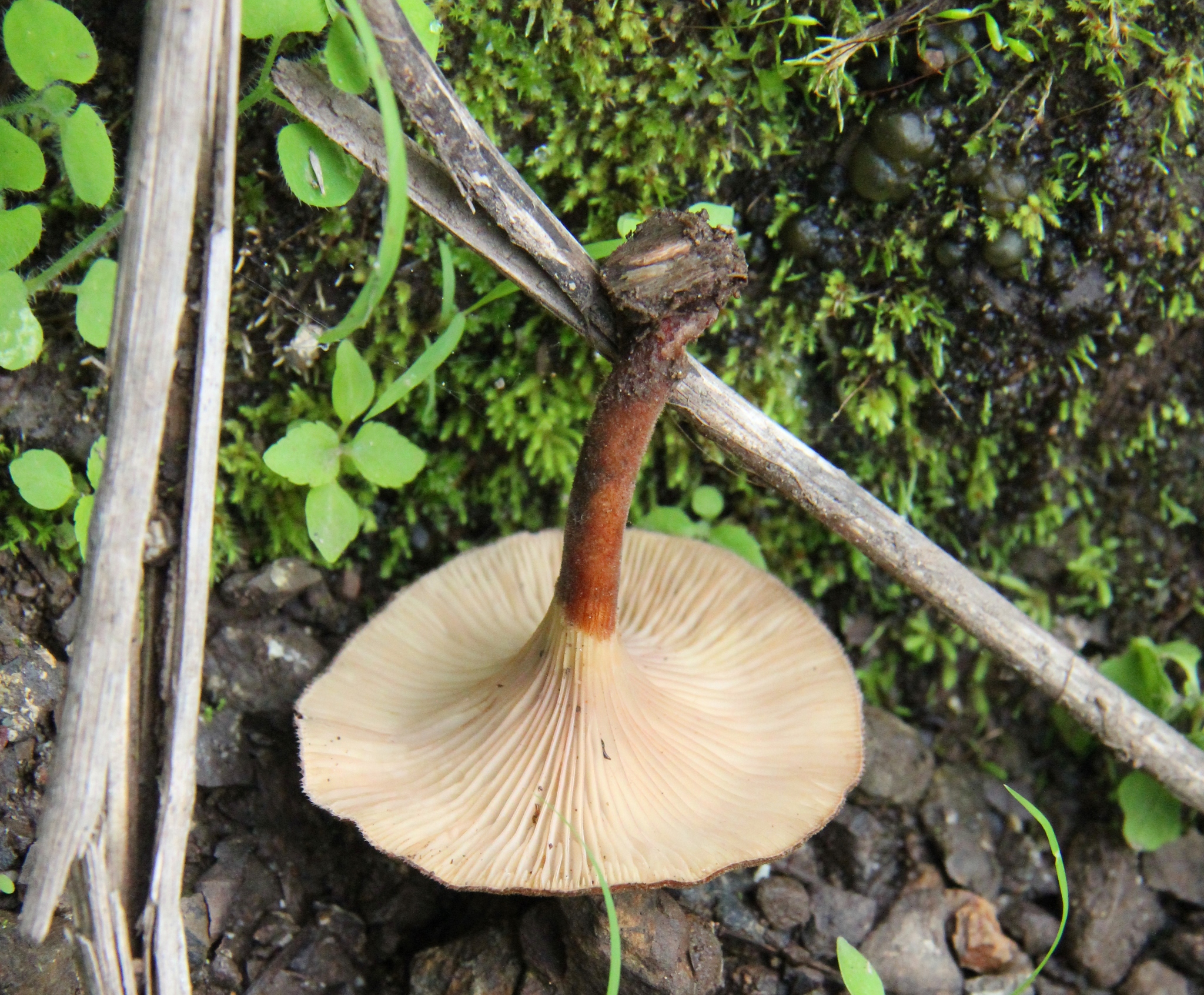 Lentinus velutinus image