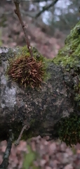 Ulota bruchii