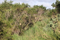 Ploceus capensis
