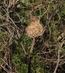 Ploceus capensis