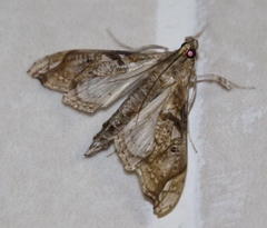 Terastia africana