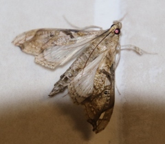 Terastia africana