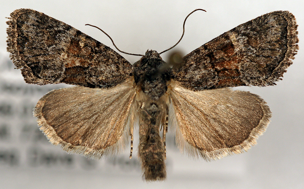 Neoligia albirena