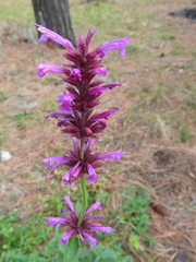Agastache mexicana