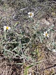 Melampodium cinereum