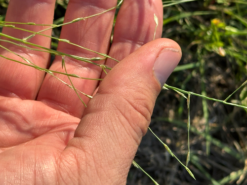tumble lovegrass (Eragrostis sessilispica)