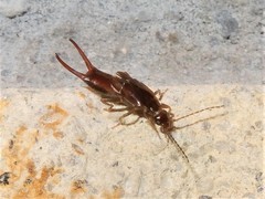 Nesogaster halli