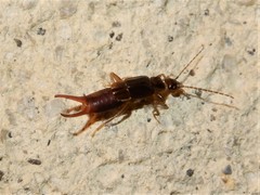 Nesogaster halli